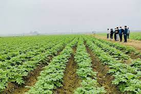 VIDEO: Mượn ruộng sản xuất khoai tây theo hình thức liên kết ở Thanh Miện